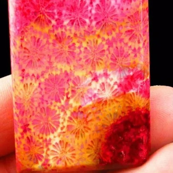 Beautiful chrysanthemum fossil from Indonesia - Picture 4 of 4